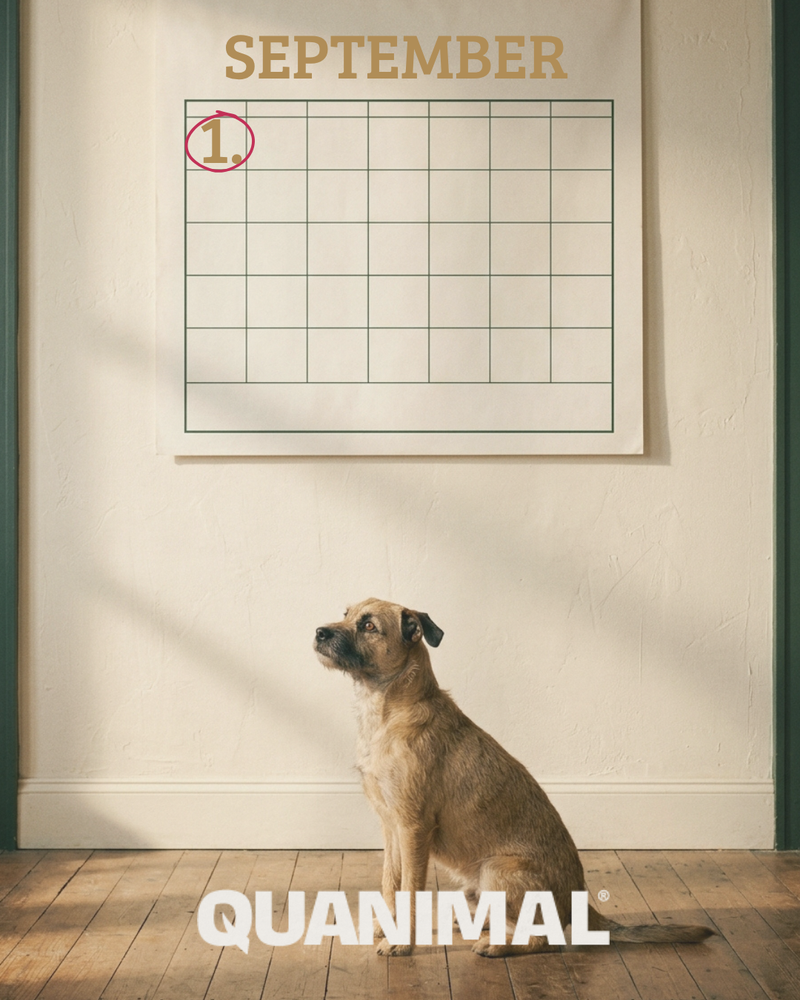 Instagram-Beitrag: Kalenderblatt September mit Hund