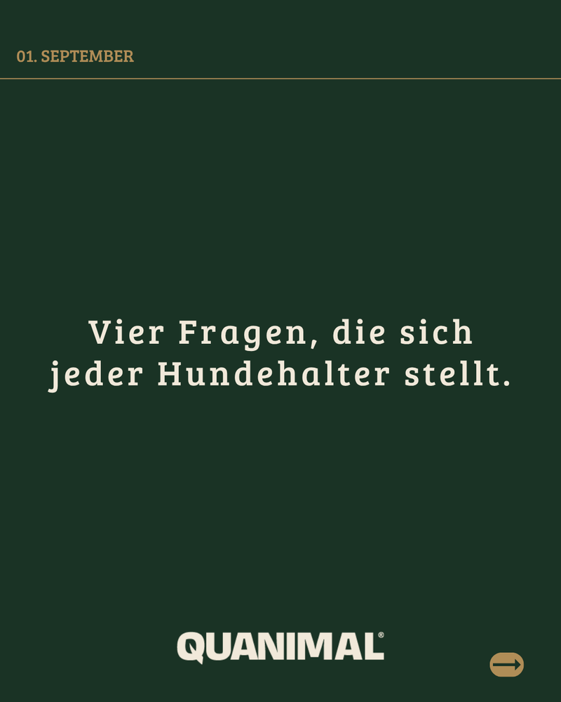 Instagram-Beitrag: Vier Fragen, die sich jeder Hundehalter stellt